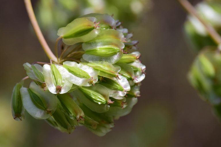 Green seed pods clustered together on a branch.