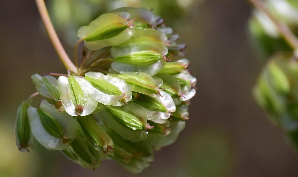 Green seed pods clustered together on a branch.