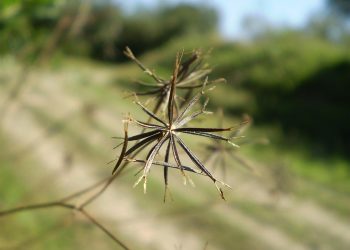 Close-up of dried plant against a blurred background.