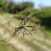 Close-up of dried plant against a blurred background.