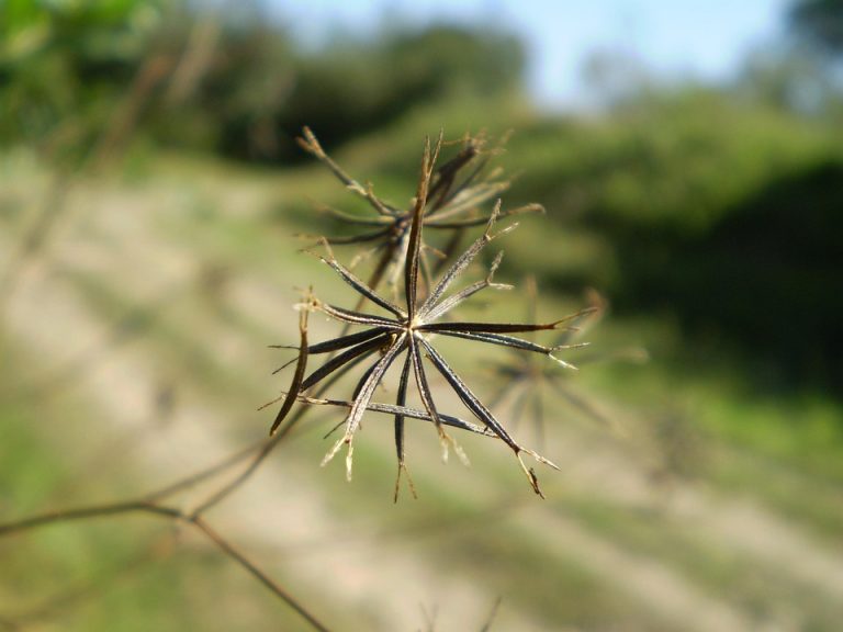 Close-up of dried plant against a blurred background.