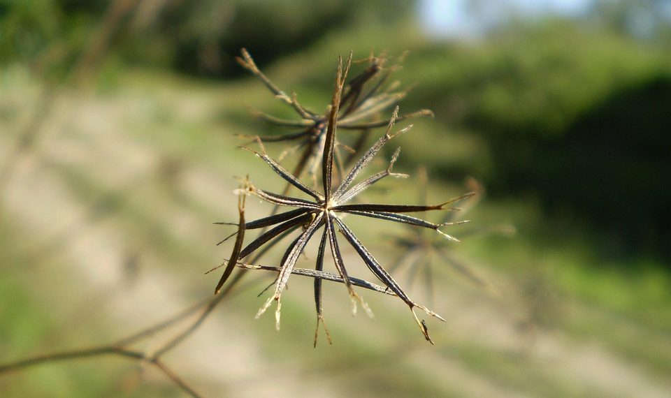 Close-up of dried plant against a blurred background.