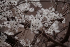 Fluffy white dandelion seeds on tangled branches.