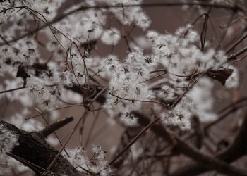 Fluffy white dandelion seeds on tangled branches.