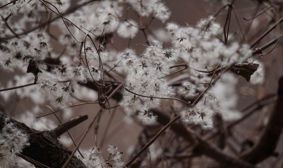 Fluffy white dandelion seeds on tangled branches.
