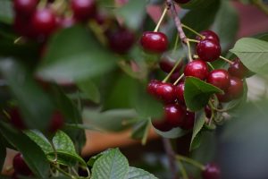 Ripe cherries hanging on a tree branch.