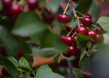 Ripe cherries hanging on a tree branch.