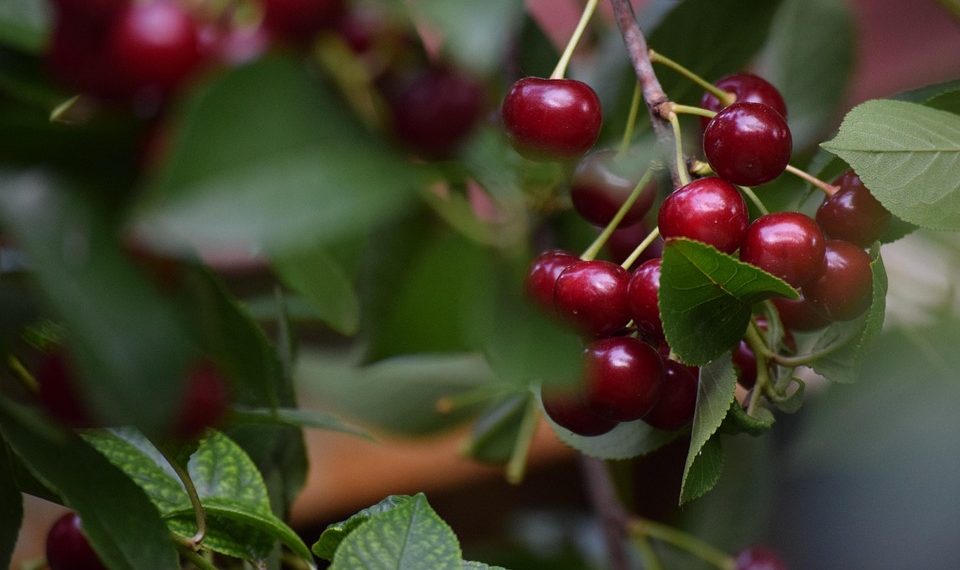 Ripe cherries hanging on a tree branch.