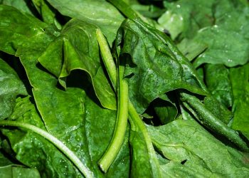 Fresh spinach leaves with water droplets.