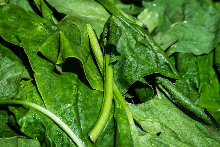 Fresh spinach leaves with water droplets.