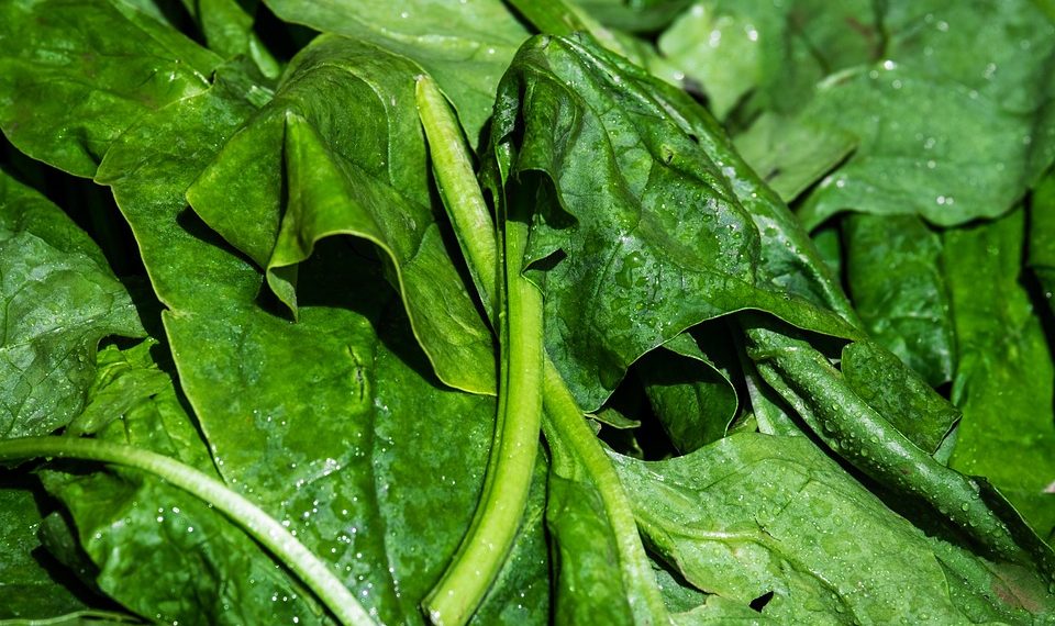 Fresh spinach leaves with water droplets.