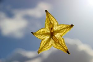 Star-shaped carambola slice against blue sky.