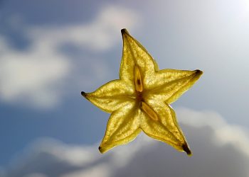 Star-shaped carambola slice against blue sky.