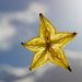 Star-shaped carambola slice against blue sky.