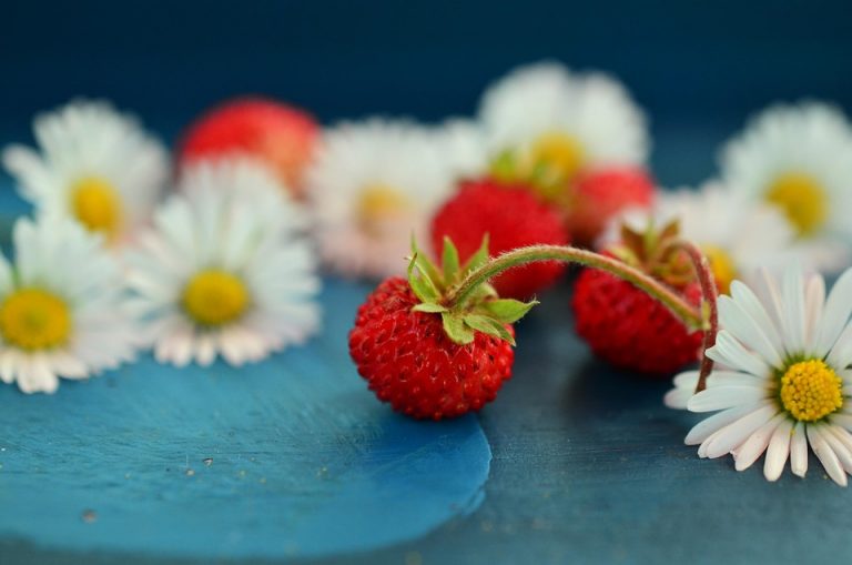 Wild strawberries and daisies on a blue background.
