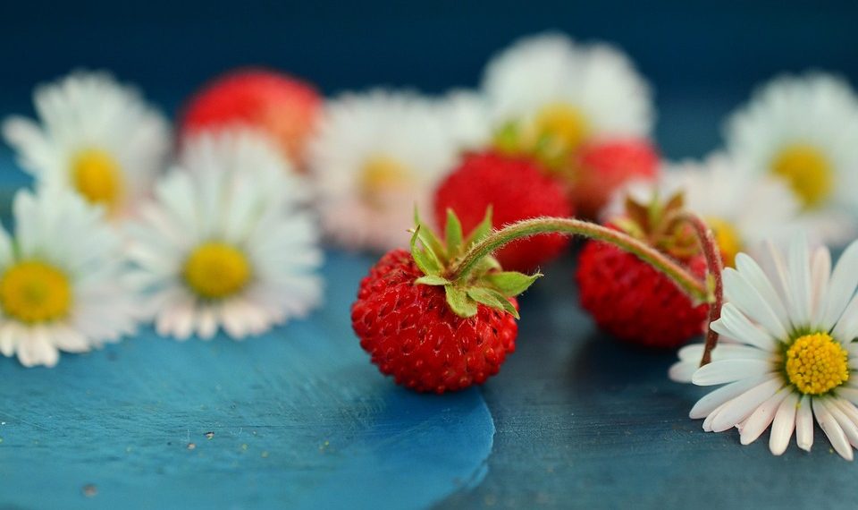 Wild strawberries and daisies on a blue background.