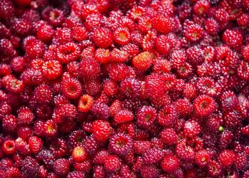 Fresh ripe raspberries piled together.