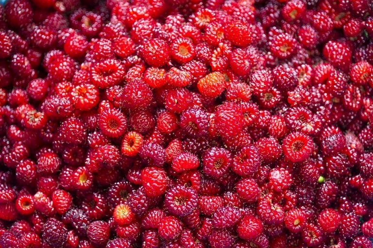 Fresh ripe raspberries piled together.