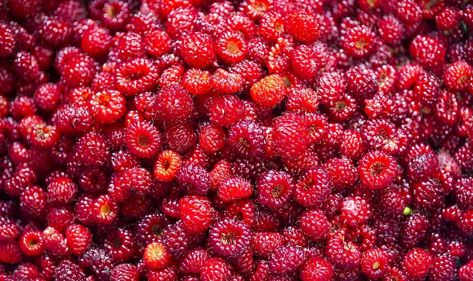 Fresh ripe raspberries piled together.