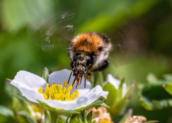 Bee collecting nectar from a white flower.