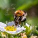 Bee collecting nectar from a white flower.