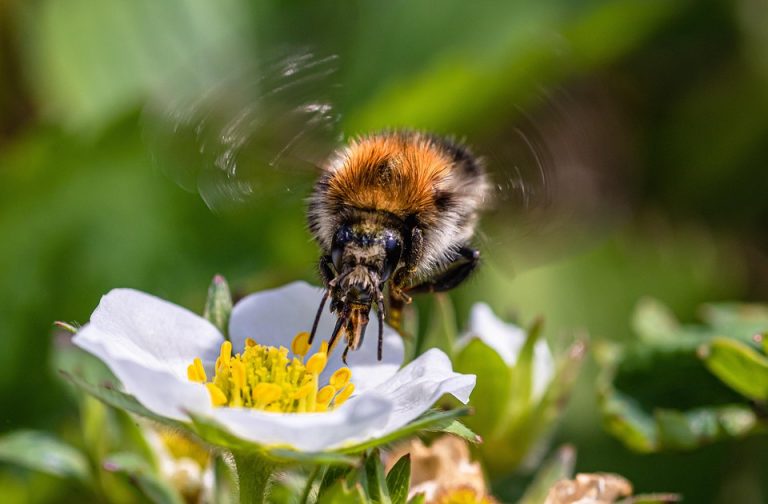 Bee collecting nectar from a white flower.