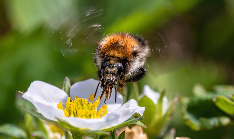 Bee collecting nectar from a white flower.