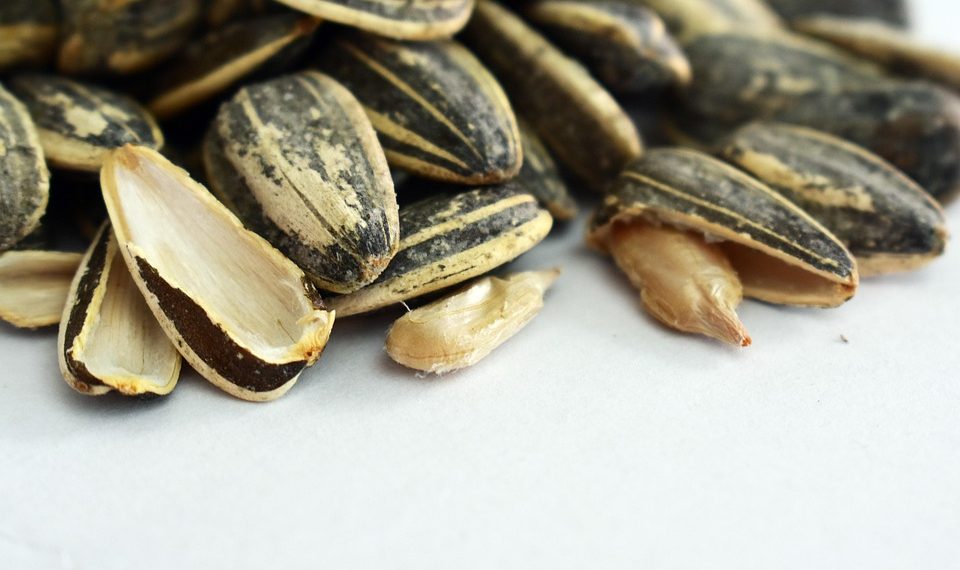 Sunflower seeds with shells partially cracked open.