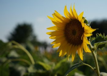 Sunflower blooming brightly under a clear blue sky.