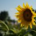 Sunflower blooming brightly under a clear blue sky.