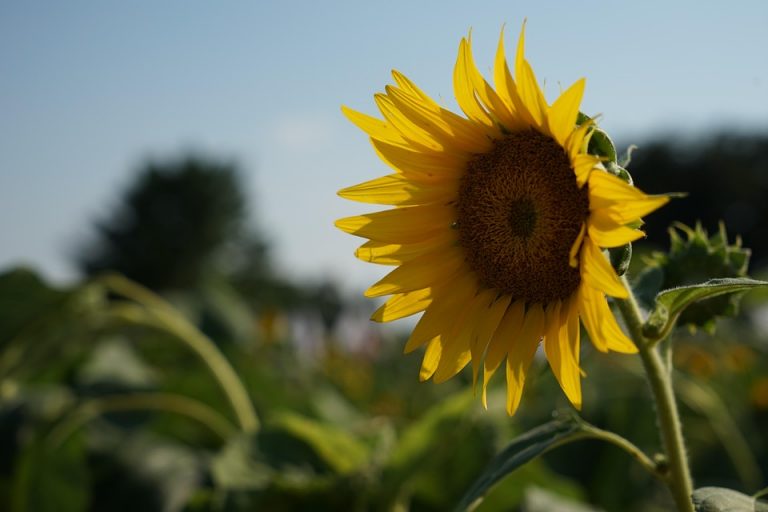 Sunflower blooming brightly under a clear blue sky.