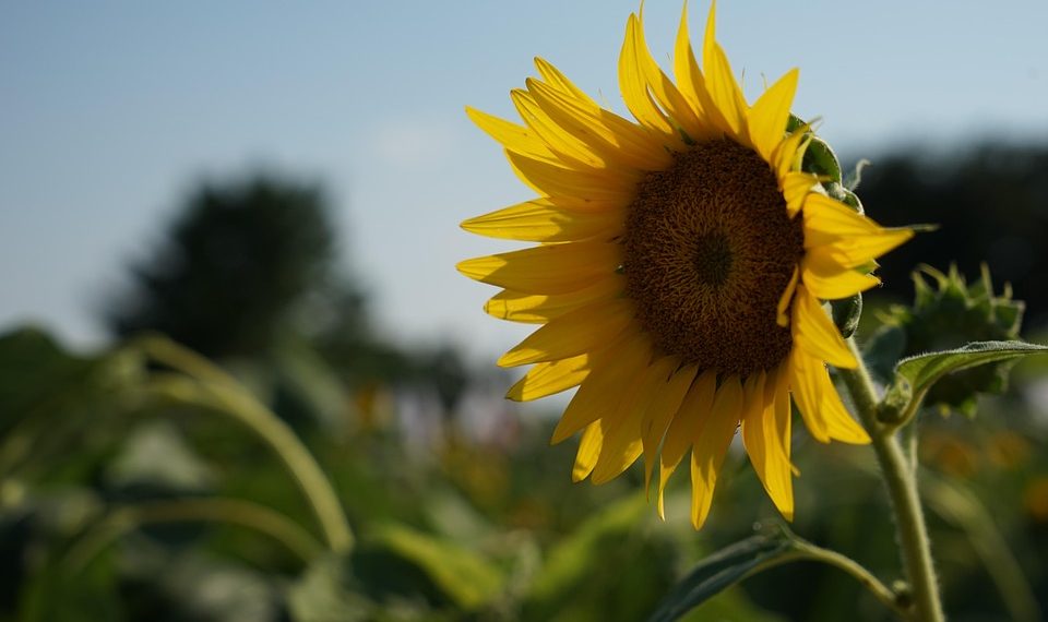 Sunflower blooming brightly under a clear blue sky.