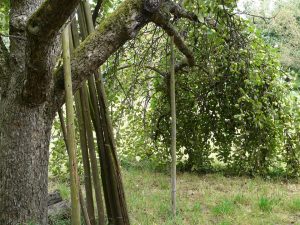 Apple tree with branches supported by wooden poles in a grassy orchard.