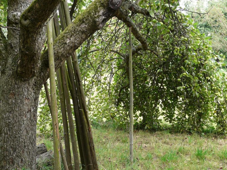 Apple tree with branches supported by wooden poles in a grassy orchard.