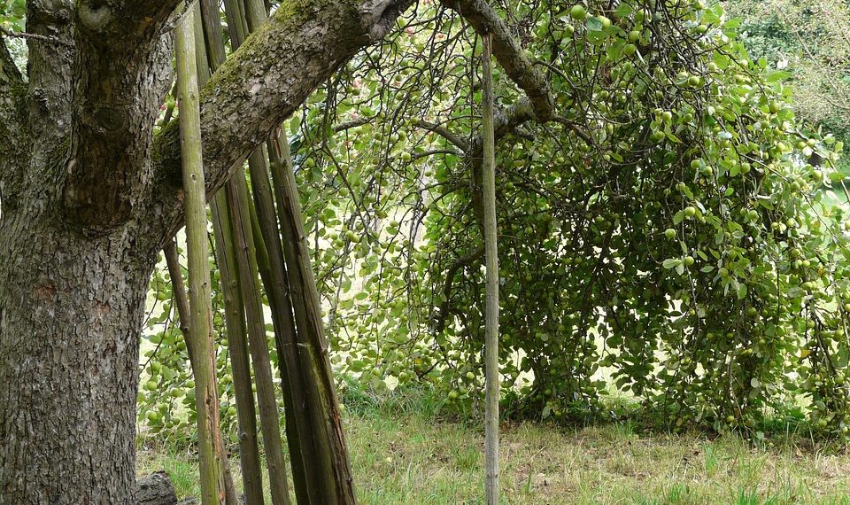 Apple tree with branches supported by wooden poles in a grassy orchard.