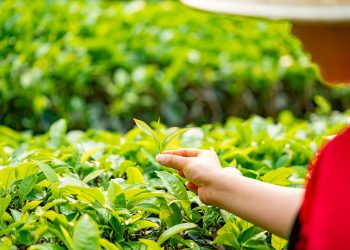 Hand picking fresh green tea leaves in the field.