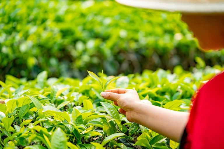 Hand picking fresh green tea leaves in the field.