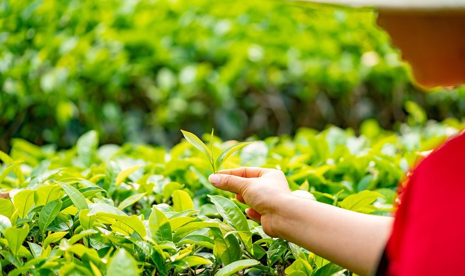 Hand picking fresh green tea leaves in the field.