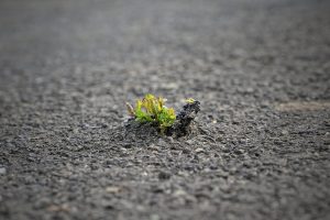 Plant growing through pavement, symbolizing resilience.