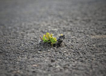 Plant growing through pavement, symbolizing resilience.