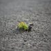 Plant growing through pavement, symbolizing resilience.