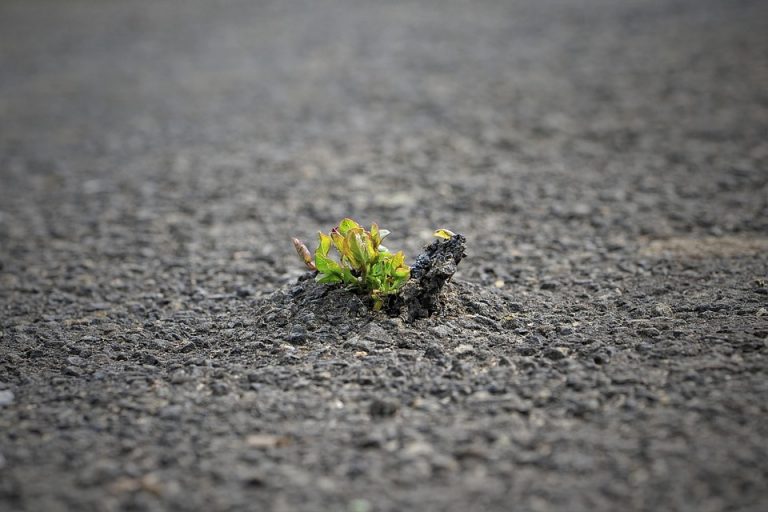 Plant growing through pavement, symbolizing resilience.
