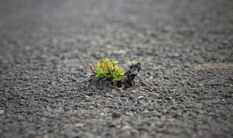 Plant growing through pavement, symbolizing resilience.
