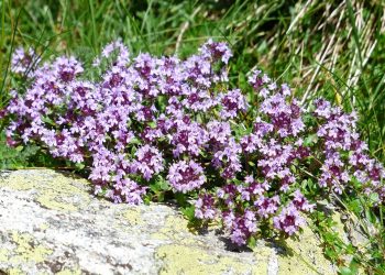 Purple thyme flowers blooming in a natural garden setting.