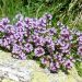 Purple thyme flowers blooming in a natural garden setting.
