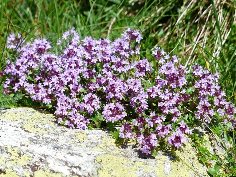 Purple thyme flowers blooming in a natural garden setting.