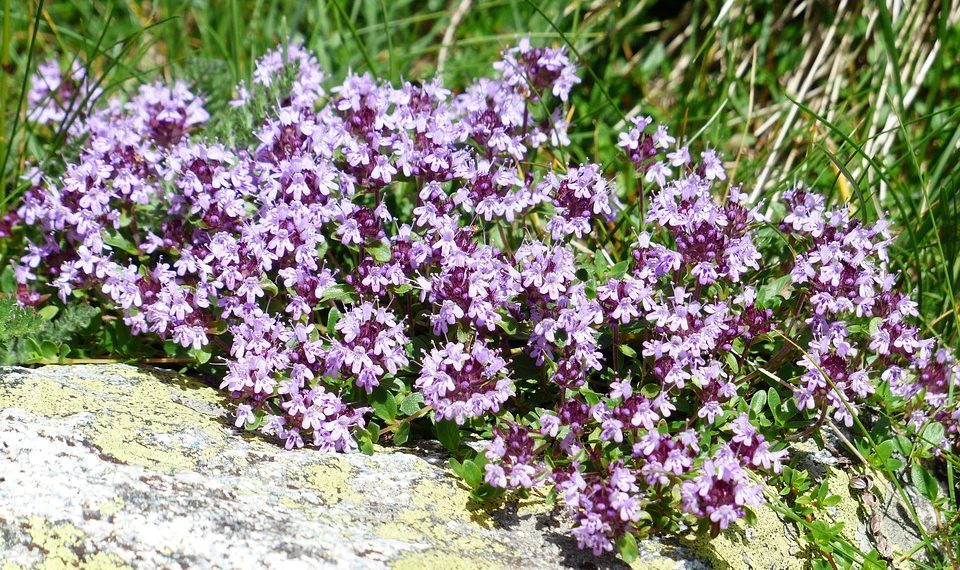 Purple thyme flowers blooming in a natural garden setting.