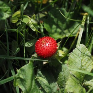 Wild strawberry growing among green leaves