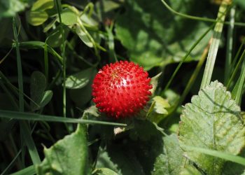 Wild strawberry growing among green leaves