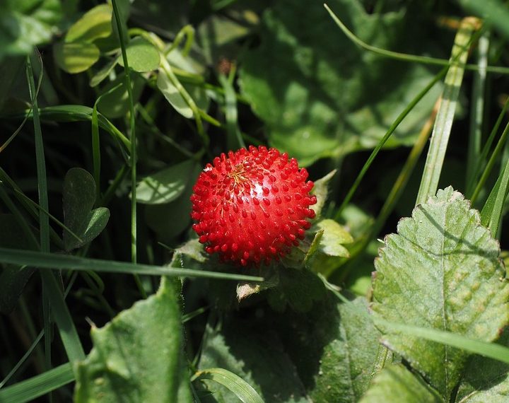 Wild strawberry growing among green leaves